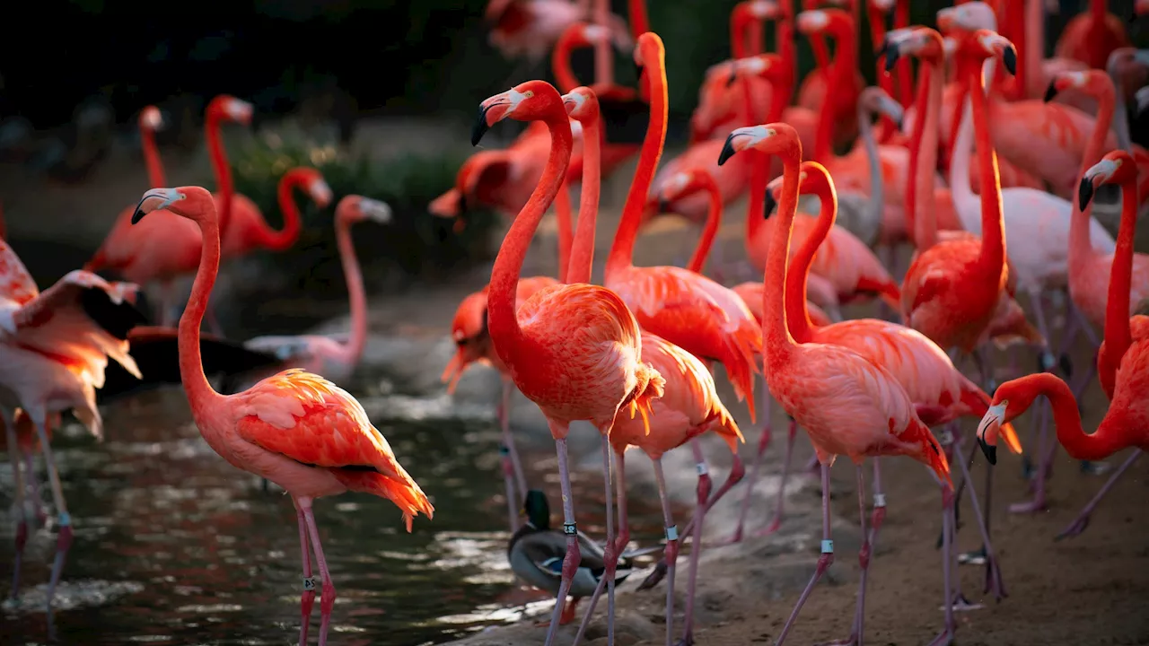 Why flamingo milk is pink