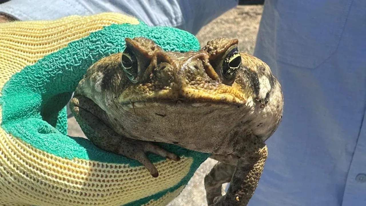 Cane toad spotted in Sydney's southern suburbs