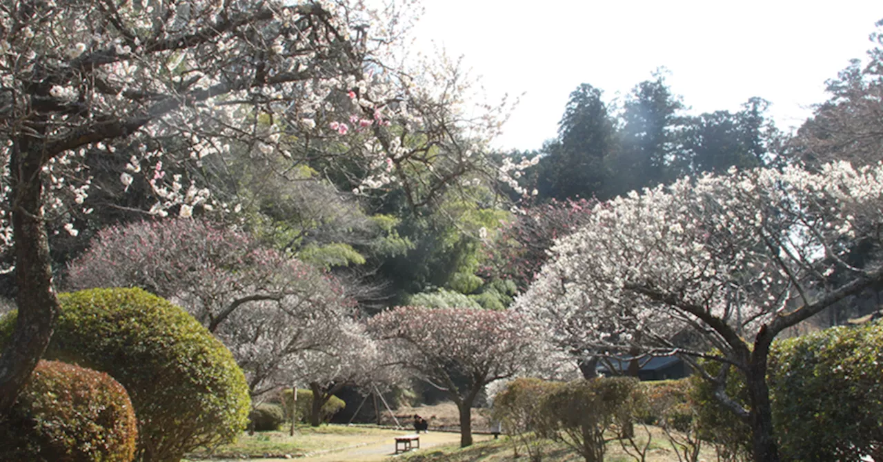 ウメやショウブが咲く広い庭園！黄門さまゆかりの「西山の郷 桃源」 茨城県常陸太田市