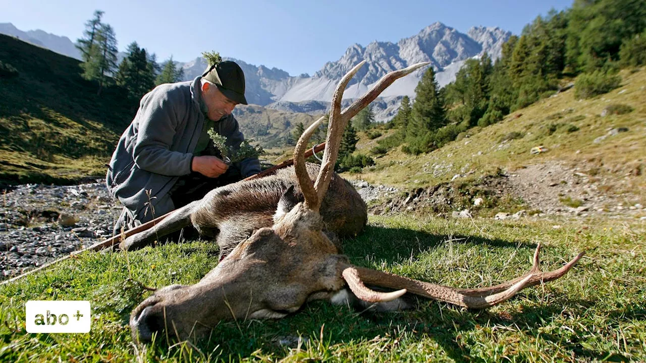 Luzerner Politiker wollen Profis für die Hirschjagd – so reagieren die Jäger