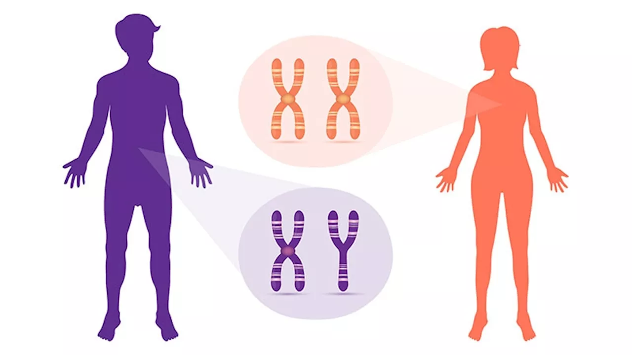 Biological Sex Differences: Key to Understanding Long COVID?