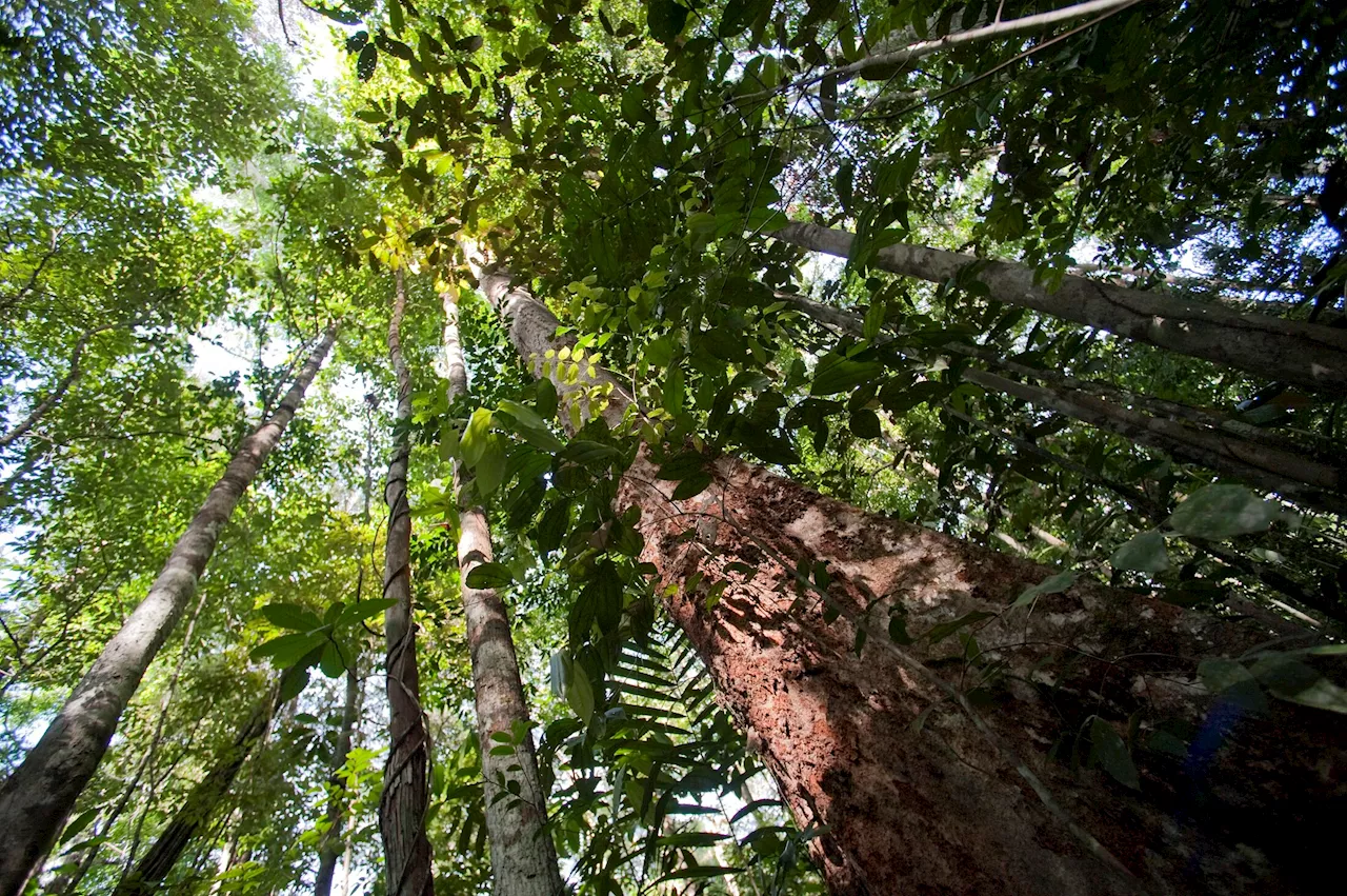 Unveiling rare diversity: The origin of heritable mutations in trees