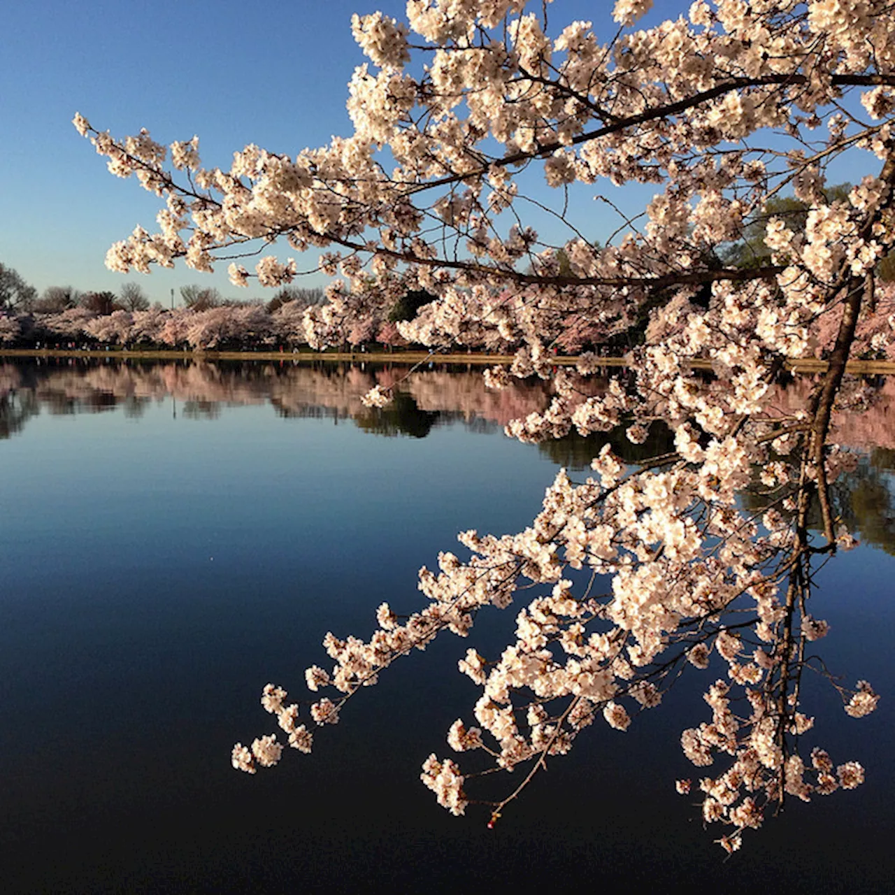 BREAKING: Peak Cherry Blossom Bloom projected to be March 23-26!!!