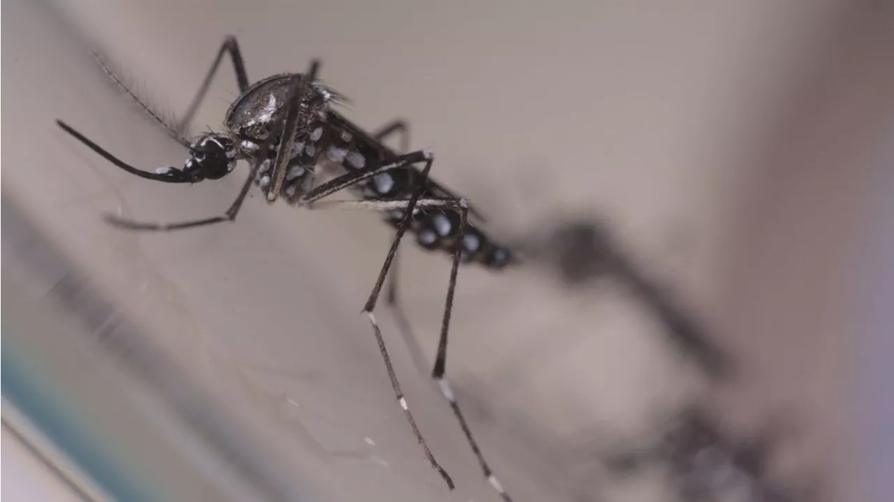 Aumento de casos de chikungunya em São Paulo