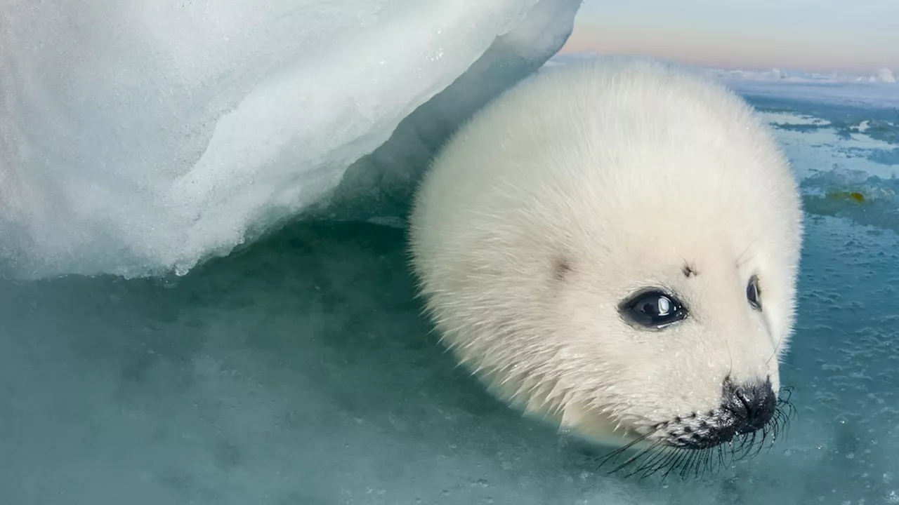 Photographer Documents Harp Seals' Fight for Survival