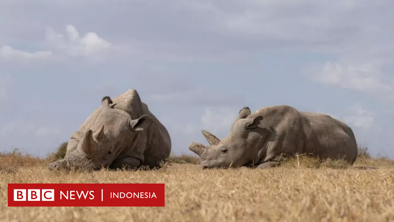 Bayi tabung: Cara ilmuwan selamatkan badak putih utara di Afrika dari kepunahan