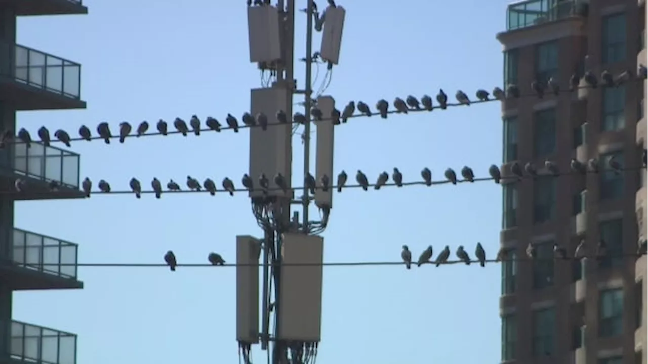 Toronto's Pilot Project Uses Birth Control to Reduce Pigeon Population