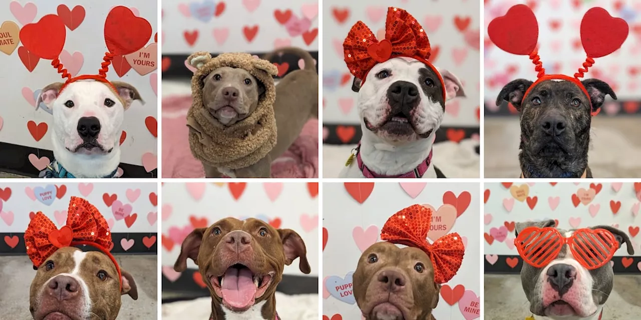 ‘Fur-ever’ Valentine: City Dogs Cleveland bursting with dogs with reduced $21 adoption fee