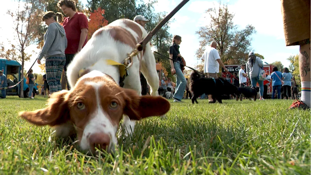 Utah animal shelter waives adoption fees, hosts 'tail' gate to celebrate Puppy Bowl