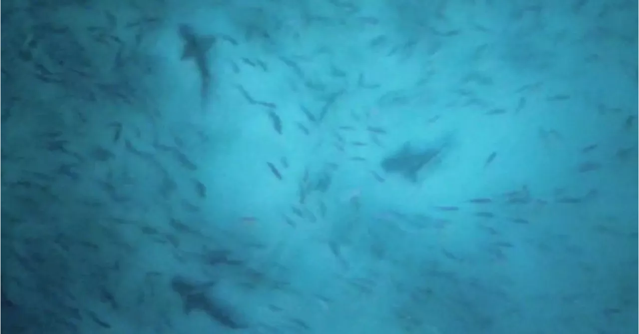 Incredible drone footage shows three sharks off South Australia's coast