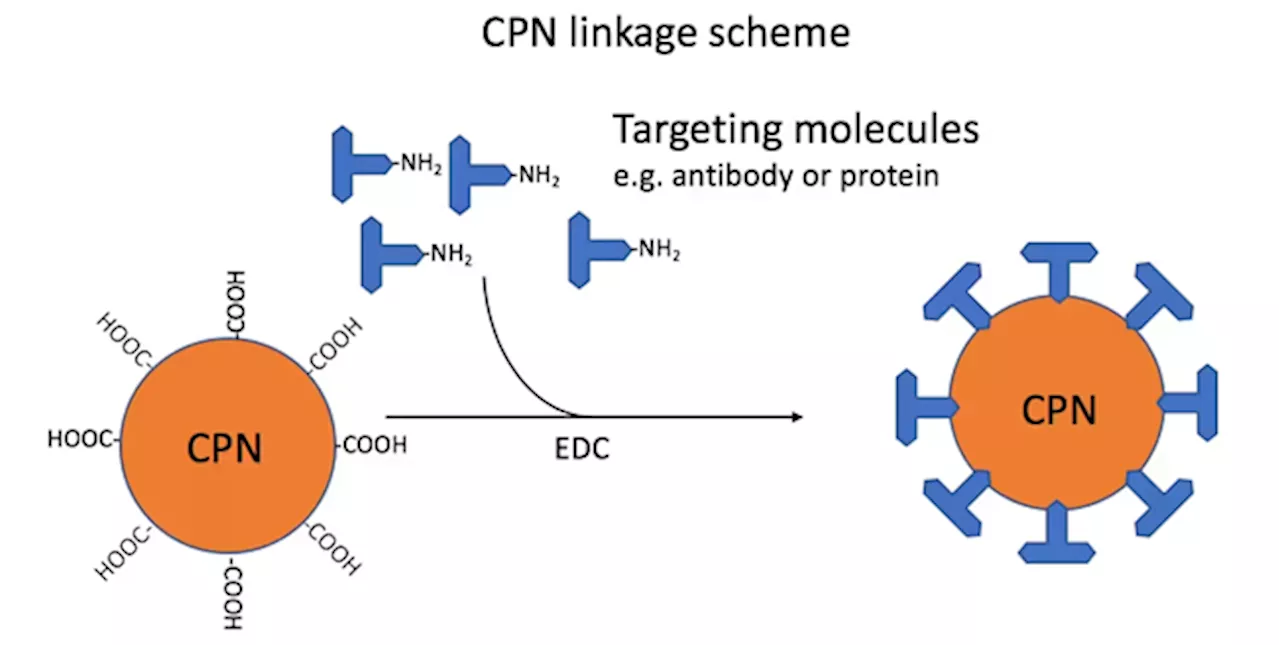 Understanding Conjugated Polymer Nanoparticles (CNPs) in Bioimaging