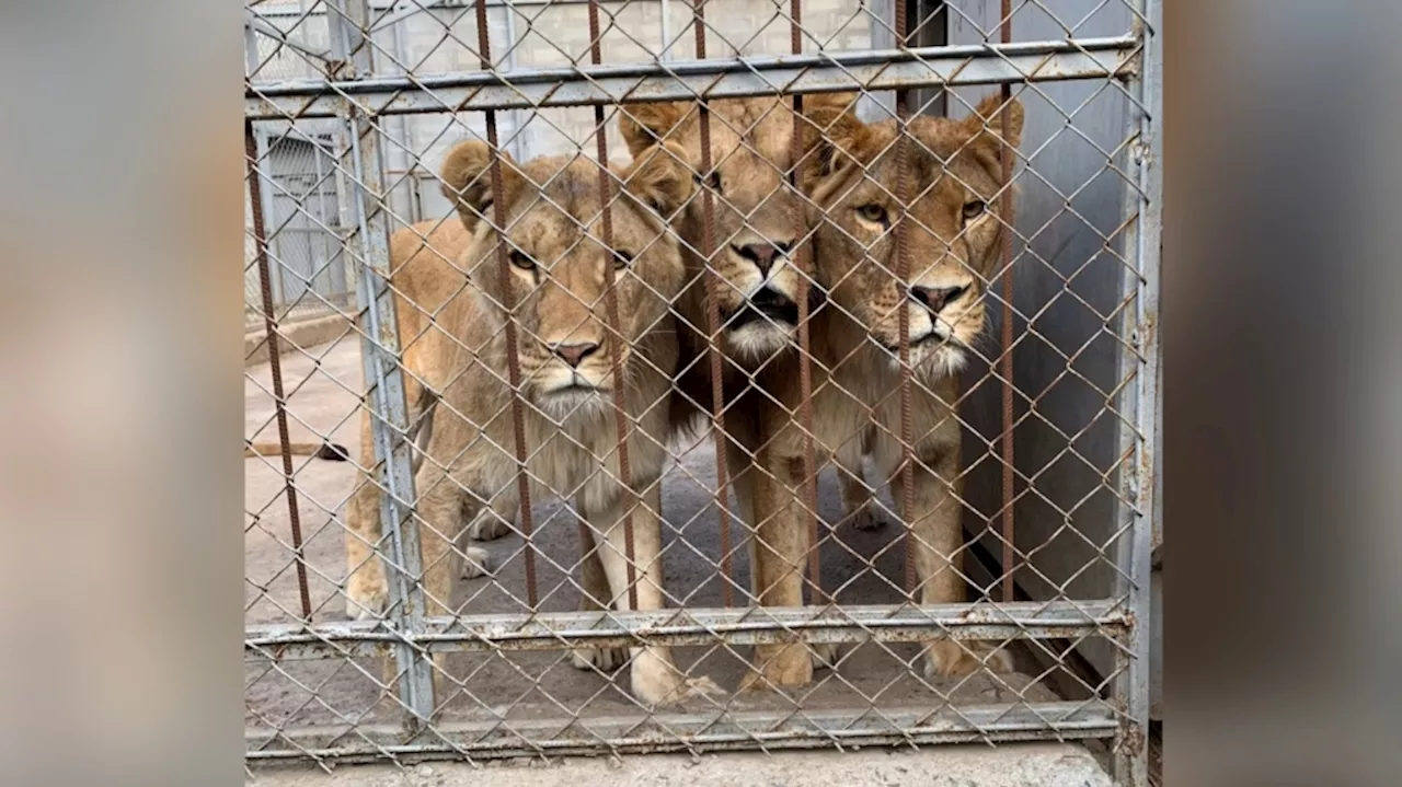 'Experience of a lifetime': Animal rescue founder recounts extracting 9 lions from Ukrainian zoo