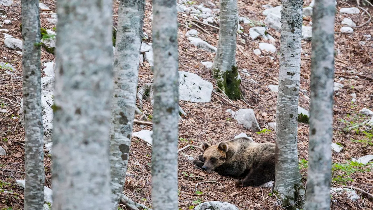 Tier galt als gefährlich: Bär in den italienischen Alpen erschossen