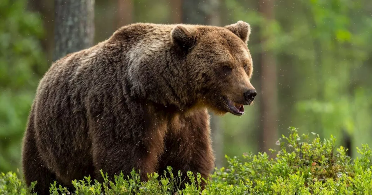 Trento, l’orso M90 è stato abbattuto dopo il decreto firmato dal presidente Fugatti