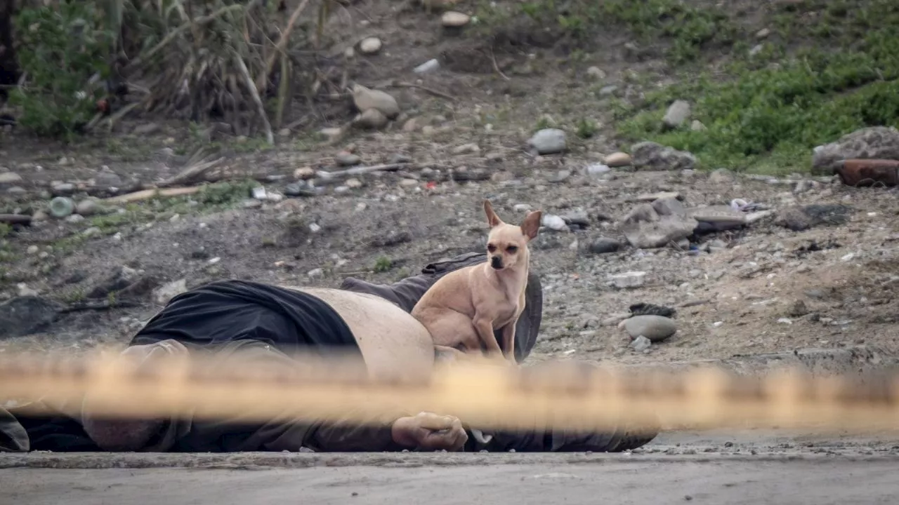 Perro defiende a su amo muerto en Tijuana