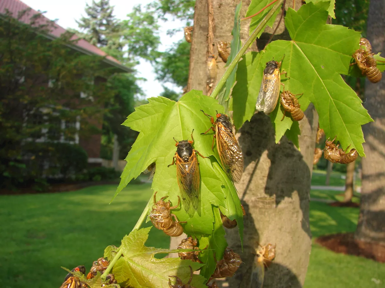 Map: Here's where cicadas could emerge in Illinois in historic 2024 event