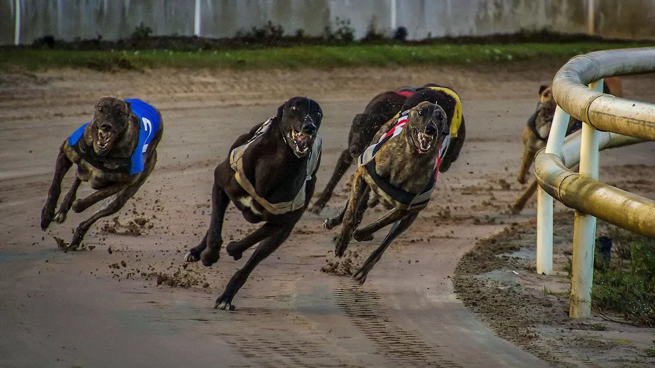 Greyhound racing industry 'normalising betting for children'