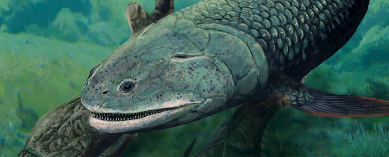 Bizarre Prehistoric Predator Fish Breathed Air, Had Fangs And Four 'Limbs'