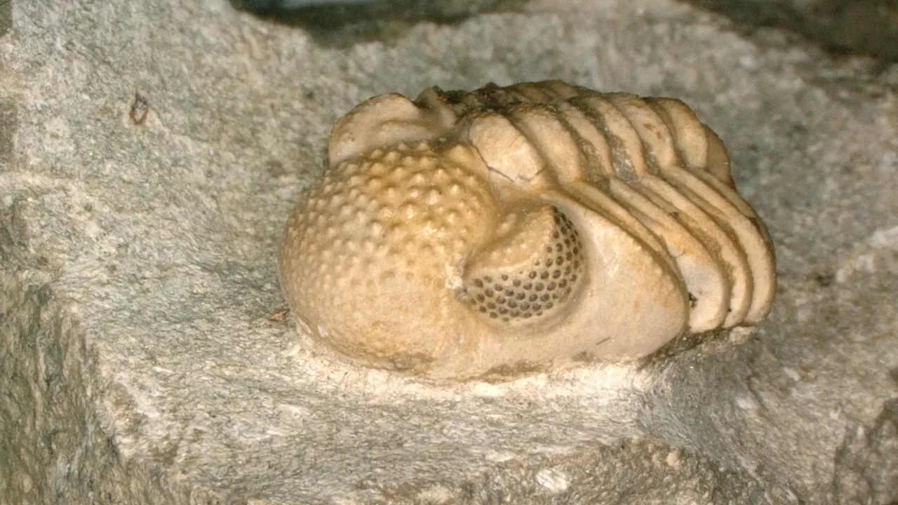 50 years ago, trilobite eyes mesmerized scientists