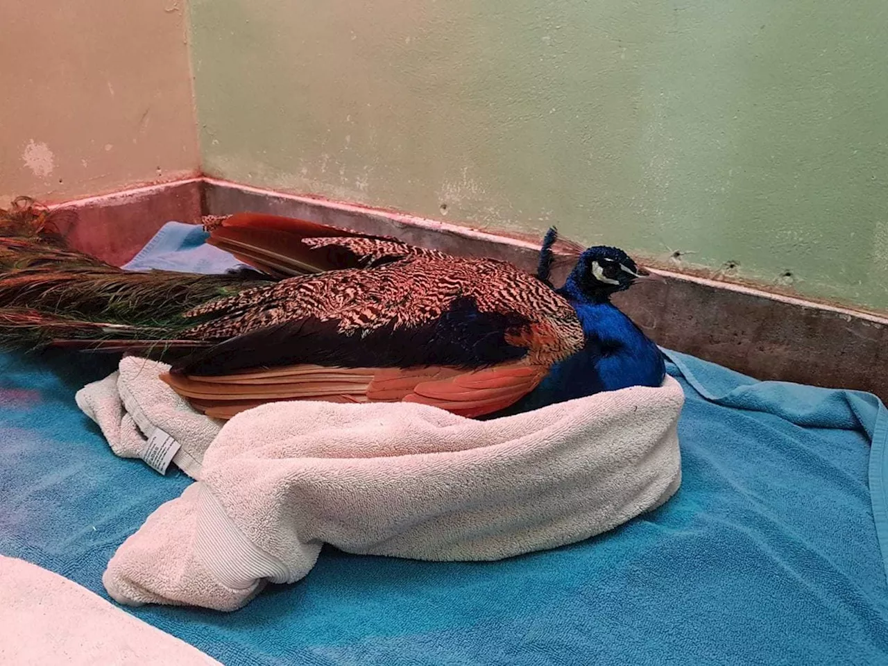 Village's beloved peacock put down after being found 'riddled' with air gun pellets