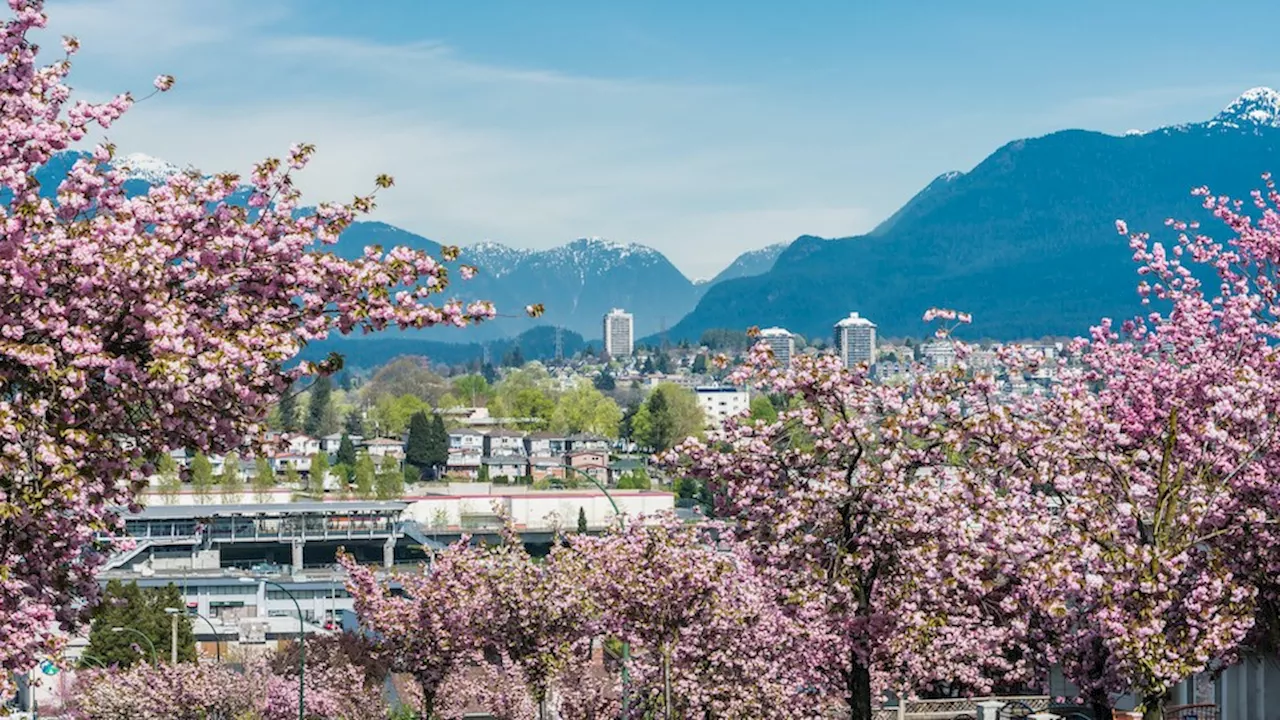 What will be the best day for cherry blossoms in Vancouver this year? Experts aim to pinpoint a date