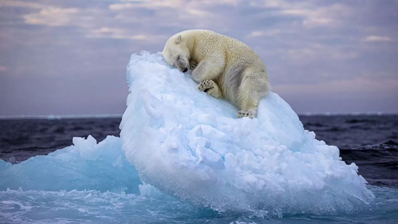 Napping polar bear image wins top wildlife photography prize