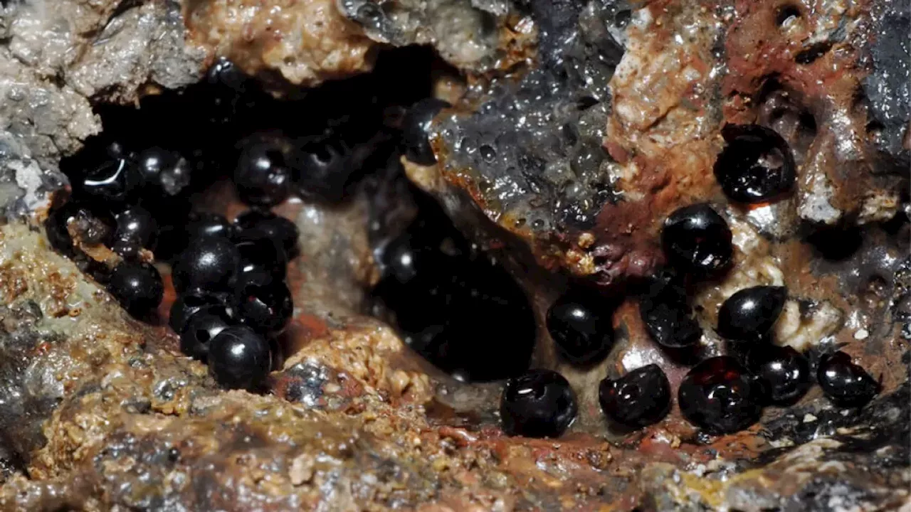 Jet Black Eggs Recovered From Deep Ocean