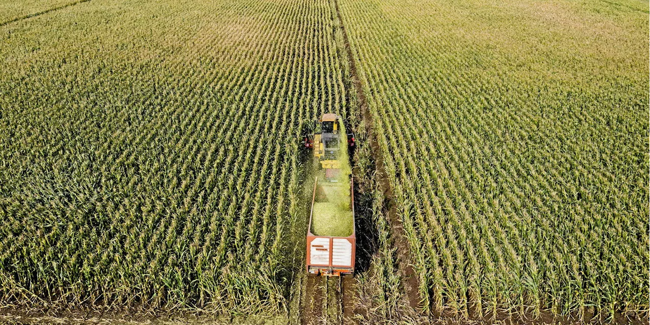 Agriculture : l’Allemagne, une puissance en trompe-l’œil