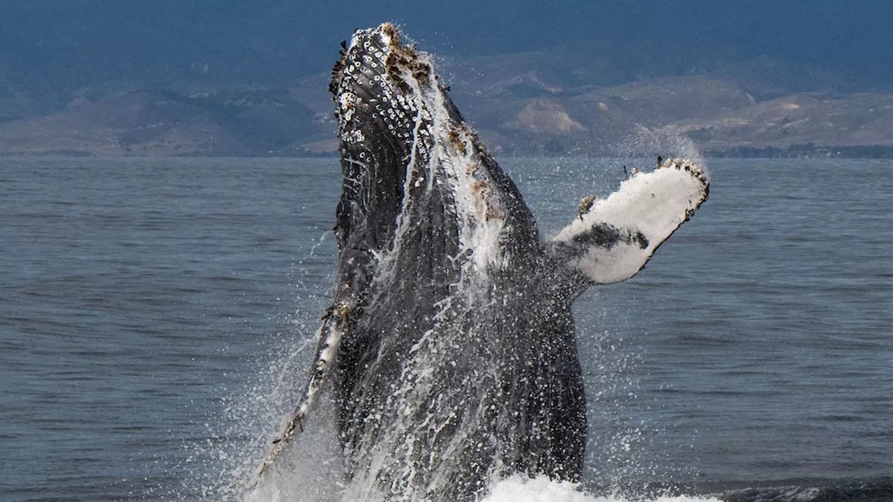 Whales and butterflies are the real celebrities in Santa Barbara