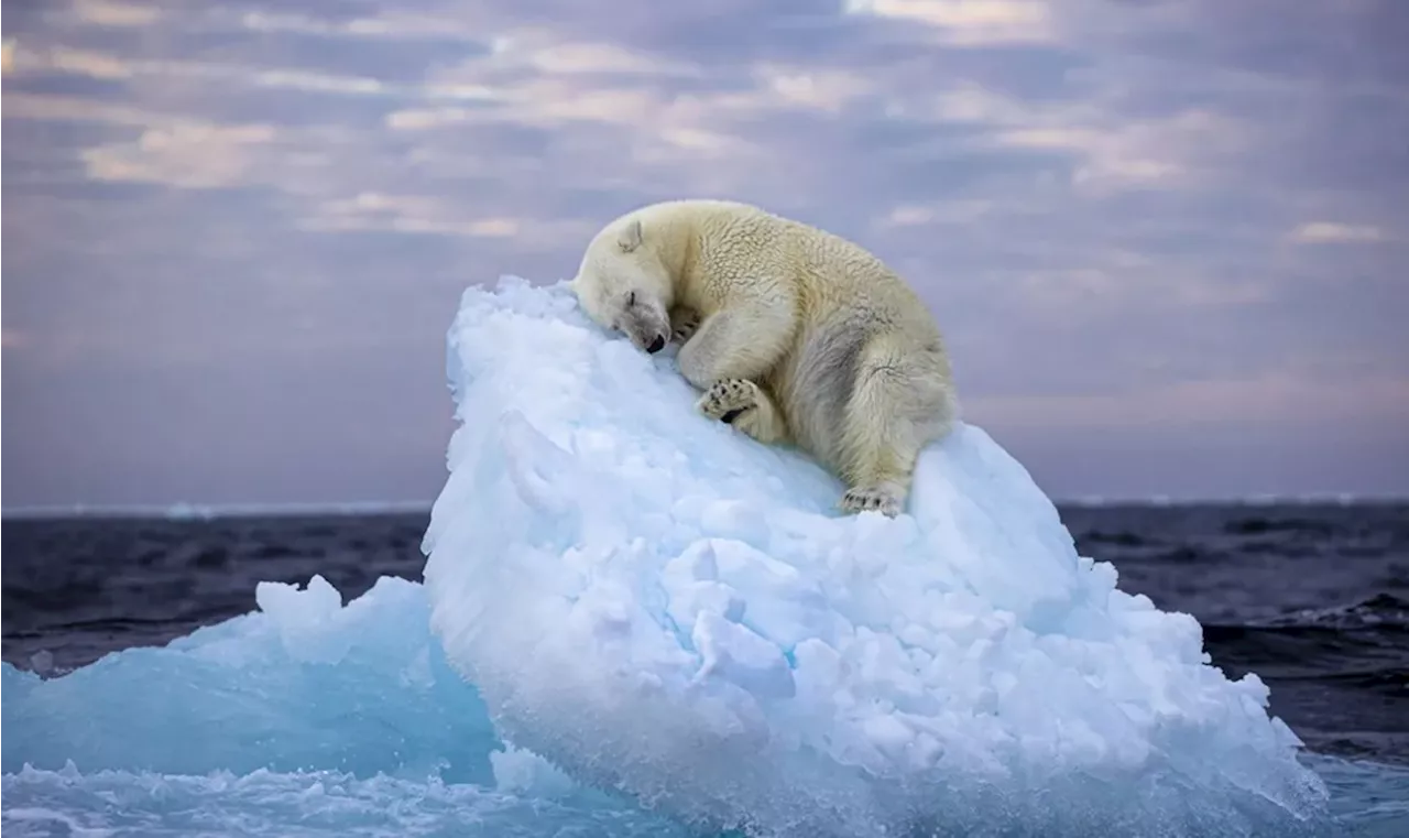 Foto de urso polar adormecido em iceberg ganha prêmio de melhor do ano; veja concorrentes