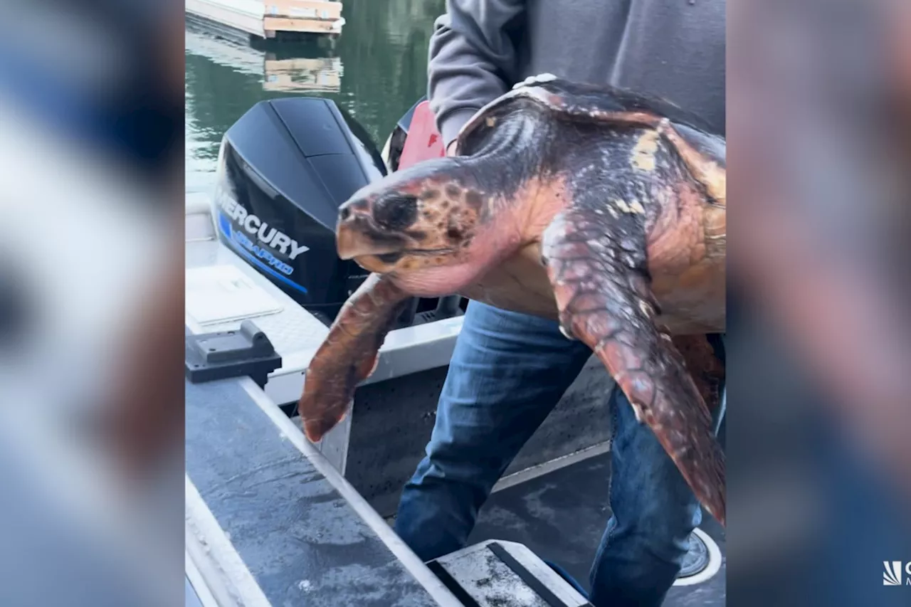 Sea turtle found at Pedder Bay only second ever found in B.C. waters