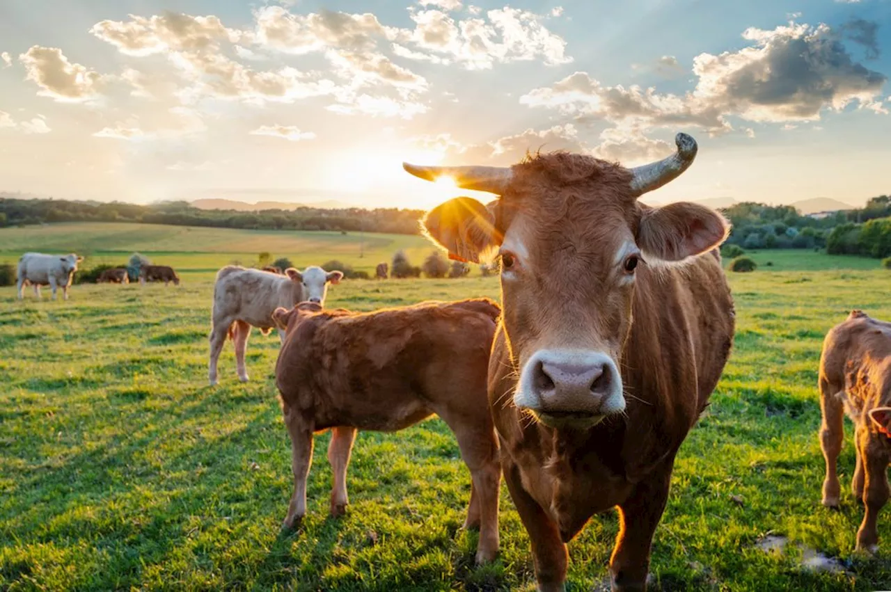 Ny forskning viser mulighed for langt mindre antibiotika til malkekøer