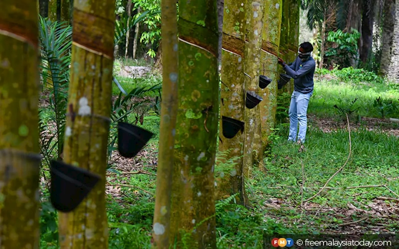 Malaysia's Natural Rubber Output Decreases in December 2023