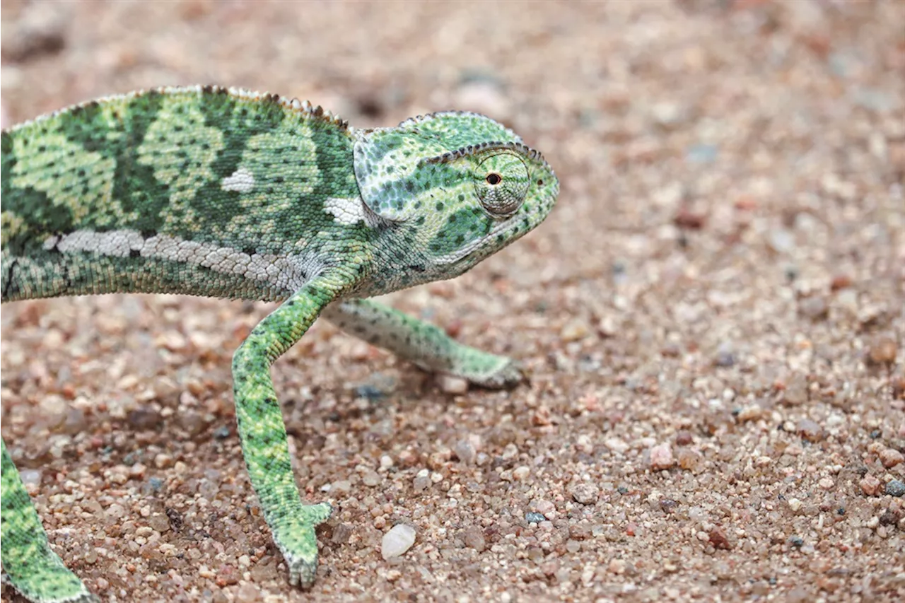 Chameleon Crossing the Road