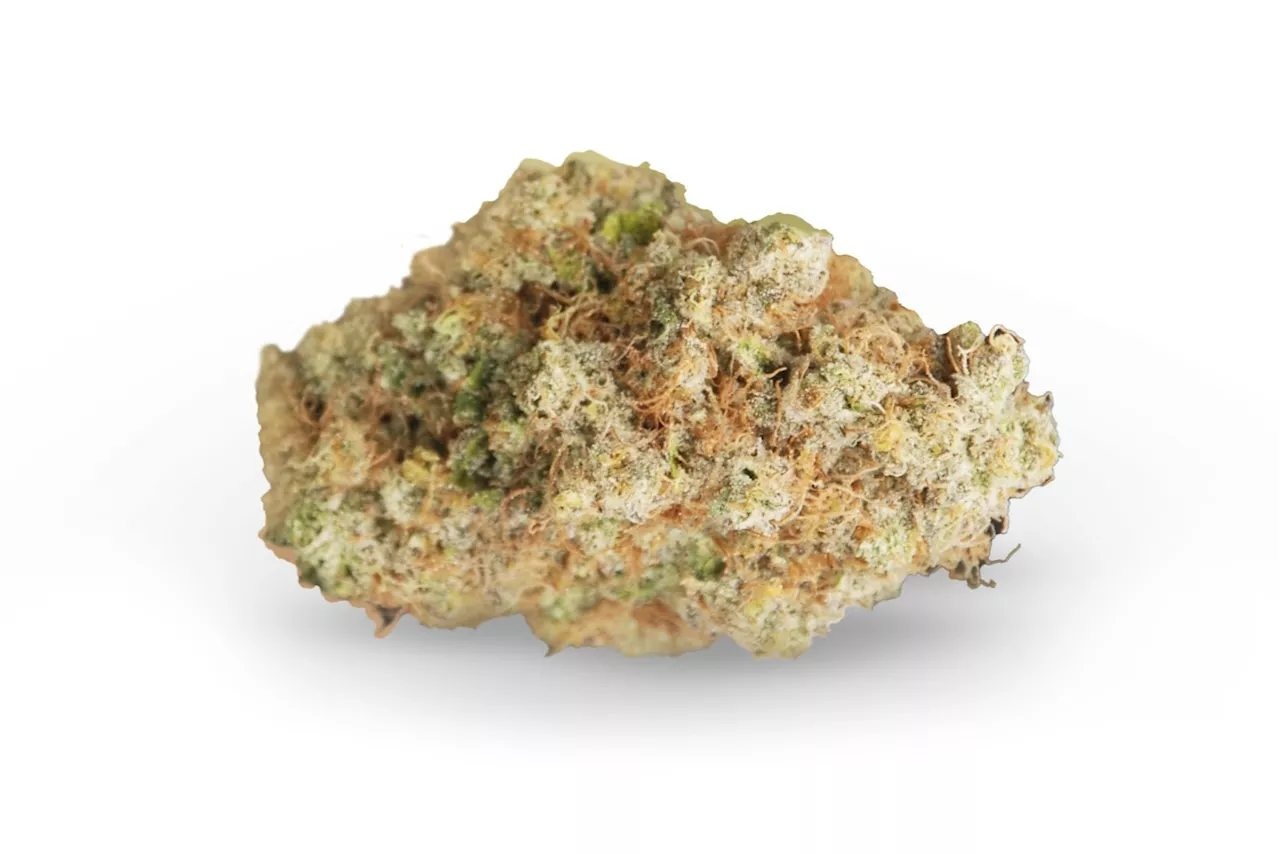 Medizinalcannabis Strain Review: avaay Signature 28/1 PG