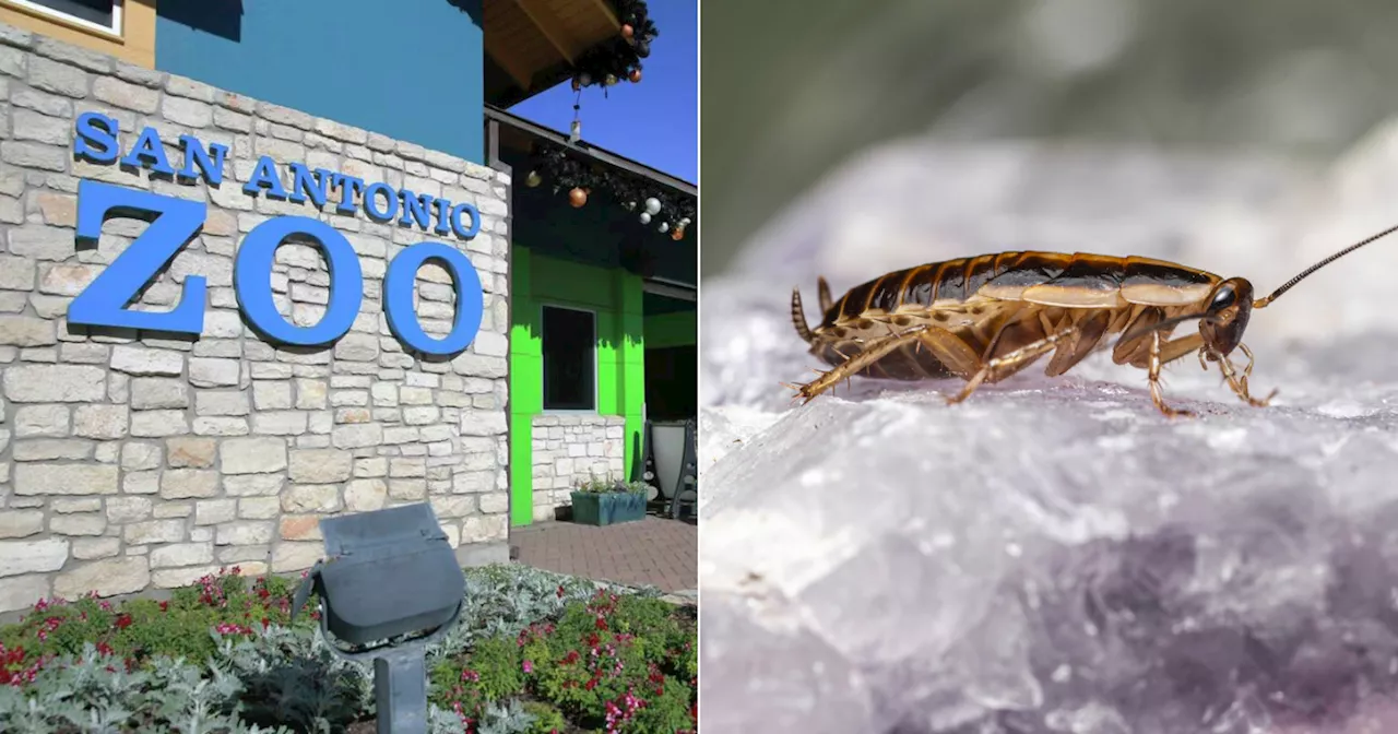 Struggling to Move On? This Zoo in Texas Lets You Name Cockroaches After Your Ex