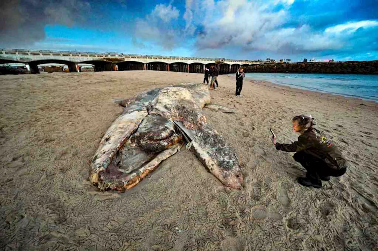 Storm washes 30-foot dead whale ashore in Huntington Beach