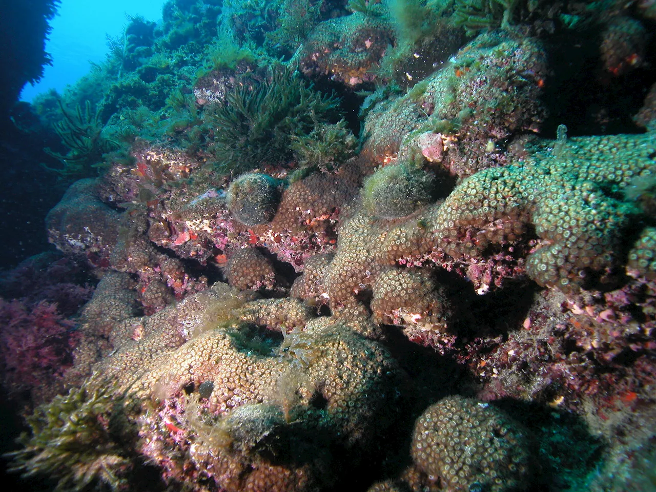 Industrial pollutants found in Mediterranean corals for the first time