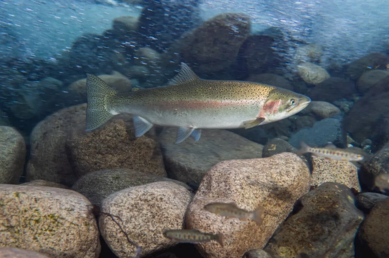 “Silent extinction” feared for steelhead trout across B.C.