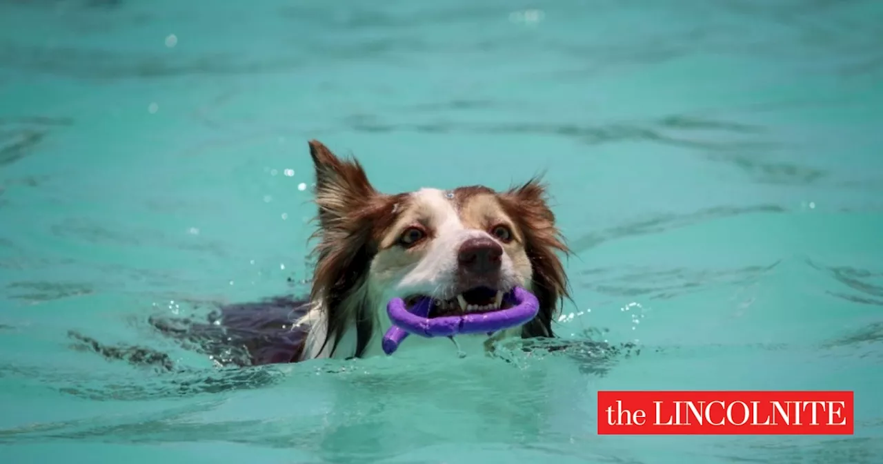 Pet hydrotherapy business aims to make a splash in North Hykeham