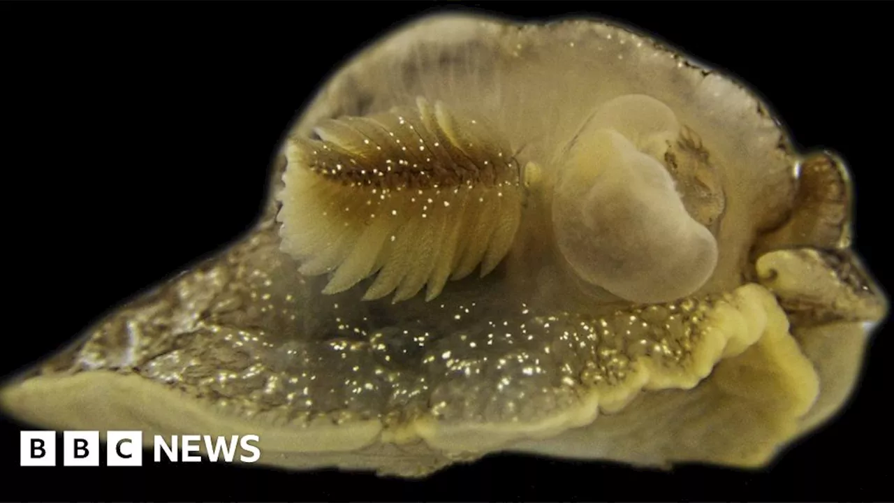 New Sea Slug Species Discovered in British and Irish Seas