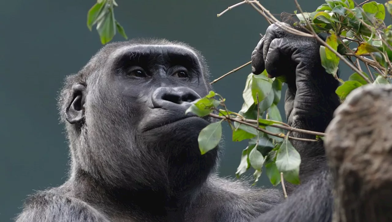 Brookfield Zoo Chicago announces $66 million Tropical Forests for primates as part of major redesign