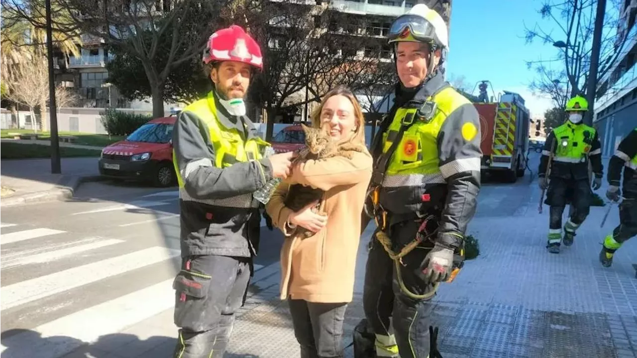 Hallan vivo a un gato en el edificio incendiado en Valencia