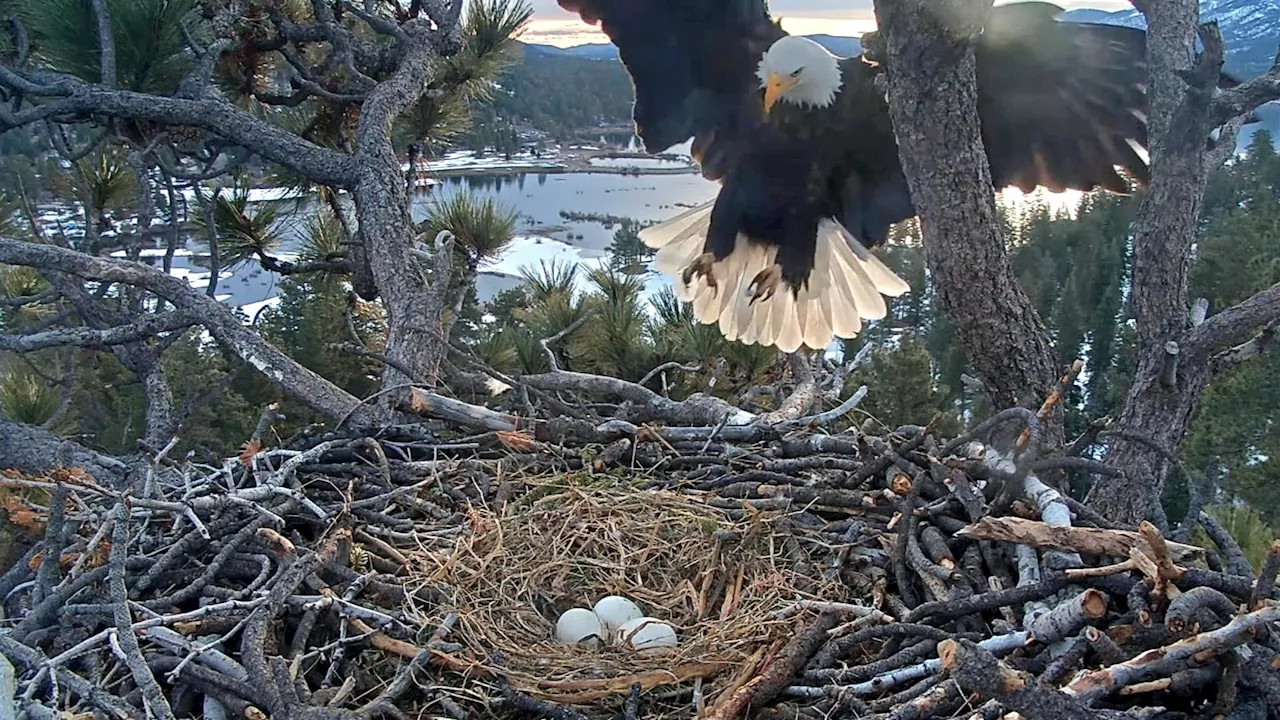 We're eagle-ly awaiting babies in Big Bear: ‘Pip Watch' arrives for Jackie and Shadow