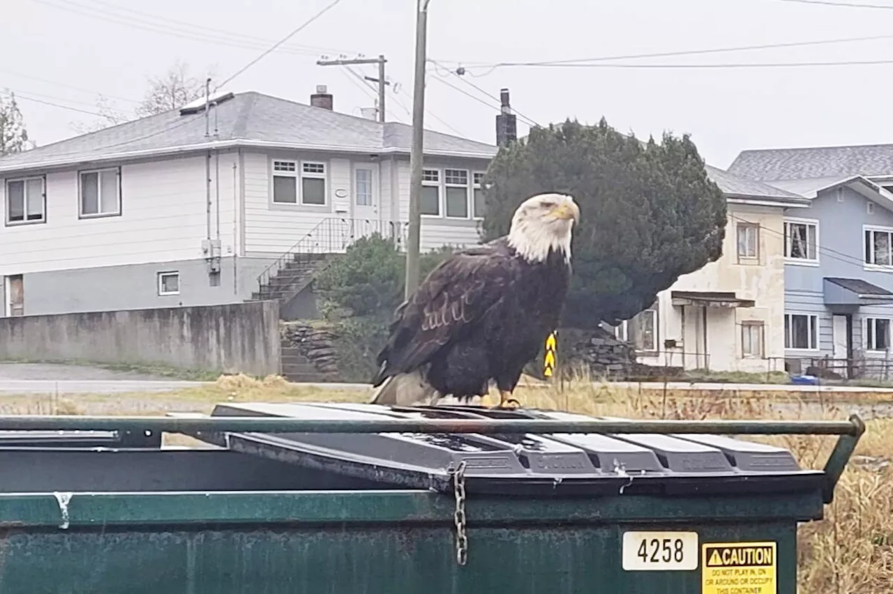 Toxic waste kills 19 eagles at Prince Rupert dump