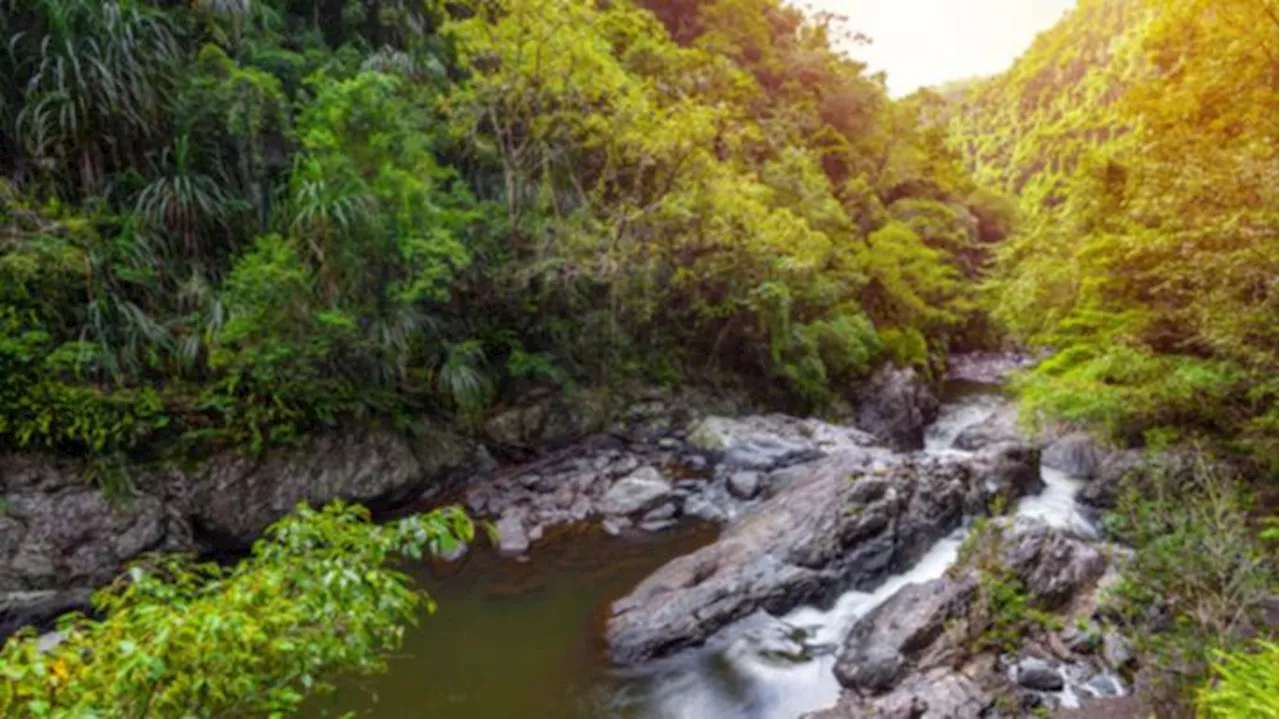 Man, 21, missing overnight at notoriously dangerous waterfall Crystal Cascades, near Cairns