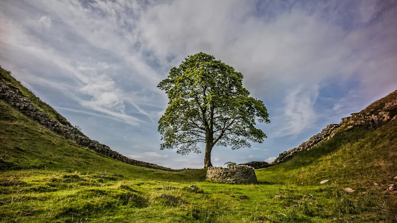 Sycamore Gap tree seedlings sprout, bringing 'refreshed hope' after landmark was illegally felled