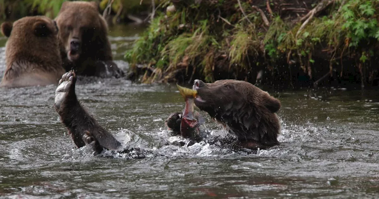 Alaska bears should be viewed with respect, not a fear that bolsters false narratives
