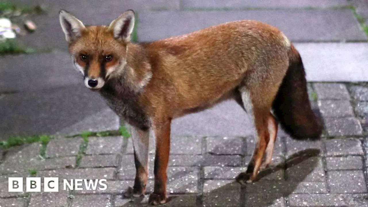 Ipswich woman, 80, spends more than £300 on urban fox deterrents