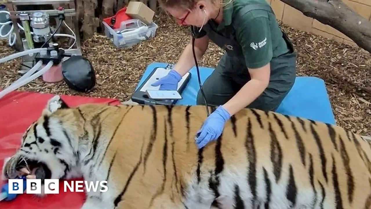 Tiger opens wide for root canal operation at zoo